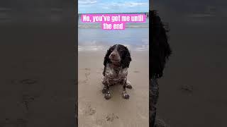 My dog is cuter than yours 🦮 dogs spaniel sprocker cutedog￼ [upl. by Eiuqnom569]