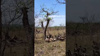 Cheetahs Meal Stolen by Vultures [upl. by Hallimaj]