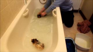 Guinea pigs swimming Cal amp Macs 1st bath [upl. by Leffen]