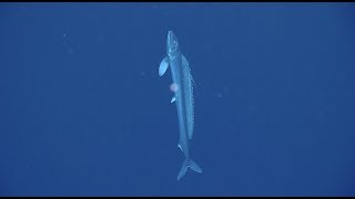 Lancetfish Unlocking the Secrets of the Deep [upl. by Apollo490]