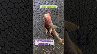 Gotta LOVE the reaction BITE shorts walleye rapala jigging fishing new fish mn [upl. by Florencia]