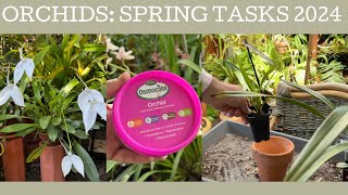 Orchids Spring tasks 2024 [upl. by Galer241]