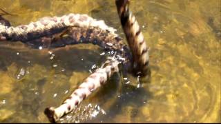 Two cottonmouths courting  mating [upl. by Eelyam249]