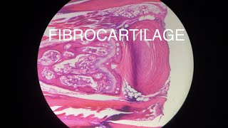 FIBROCARTILAGE [upl. by Sheffield17]