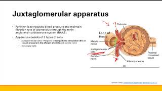 Renin angiotensin aldosterone system  Renal system  Step 1 Simplified [upl. by Fenelia]