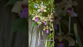 7th blooming in ONE year Vandachostylis Motes Quantum Floriferous and fragrant🌺 motes vandas [upl. by Valene665]