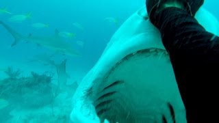 How to Dive with Tiger Sharks [upl. by Etteniuqna869]