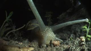 Close up of common snail moving [upl. by Lough]