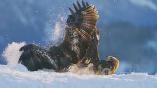 Hawk vs Bald Eagle Epic Fight Who Wins epicfight [upl. by Tuddor]