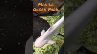 MANILA OCEAN PARK 15 [upl. by Gilman]