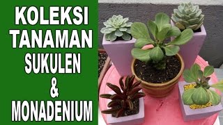 Koleksi Tanaman Sukulen amp Monadenium [upl. by Duwe]