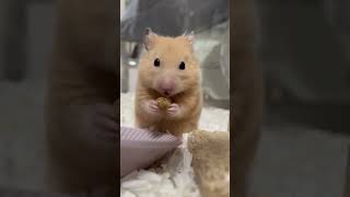 Why This Hamster Waits to Eat 🐹⏳ shorts adorable [upl. by Calondra]