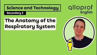 Anatomy of the Respiratory System  Science and Technology  Alloprof [upl. by Nwahsav]