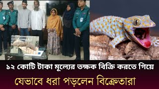 তক্ষক কেন এতো দামী যেভাবে তক্ষক বিক্রি করে কেন একটা তক্ষকের মূল্য ১২ কোটি Tokkhok Tokyo gecko [upl. by Isaak929]