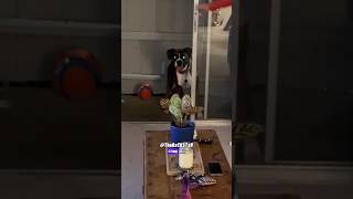 Dog Didn’t Believe the Door was Open  RxCKSTxR Comedy Voiceover [upl. by Ailema555]