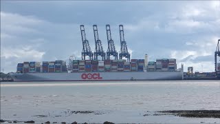 OOCL Germany swings to starboard with 4 Svitzer tugs to depart Felixstowe 8th September 2024 [upl. by Frankie]