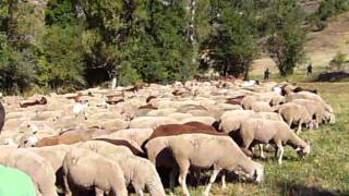 Reabaño de ovejas y cabras en Genicera [upl. by Aruol]