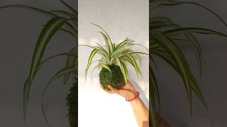 Kokedama Magic Transforming Spider Plants into Living Art diy spiderplant plants [upl. by Ennairam]