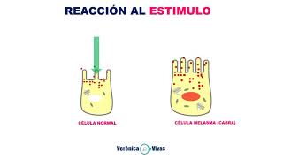 Células del melasma melanocitos y su reacción al estimulo [upl. by Aikyn]