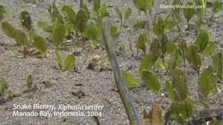 Snake Blenny Xiphasia setifer [upl. by Ihdin708]