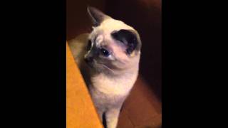 Lily my Balinese cat [upl. by Champ]