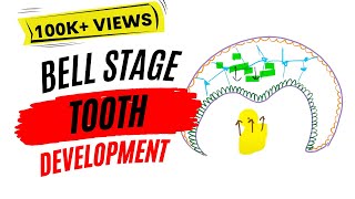 Early bell stage Odontogenesis [upl. by Ominorej]