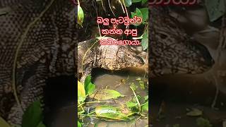 කොහොමද කාබරයගෙ සයිස් animalyoutube [upl. by Clovah936]