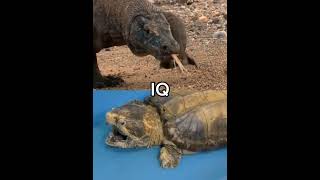 Komodo Dragon vs Alligator Snapping Turtle komodo alligatorsnappingturtle [upl. by Adnovaj]