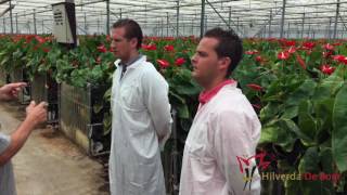 The day of anthurium buyers Rick amp Roy from Hilverda De Boer [upl. by Nileuqaj]