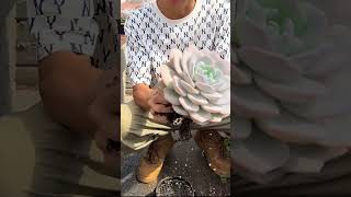 Useful tips for succulents 🪴 suculentas 다육이들 多肉植物 garden Shorts [upl. by Ijies]