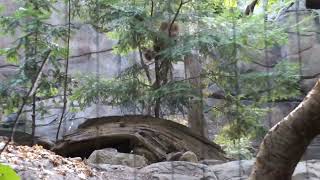 Luchs im Biodôme de Montréal [upl. by Eatnohs]