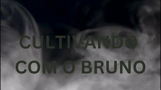 Cultivando com o Bruno  QampA 882024 [upl. by Ungley]