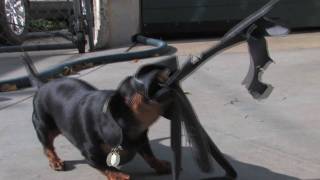 Wiener Dog Angry Shake of Death HD Dachshund [upl. by Shaer]