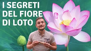 TUTTI I SEGRETI DEL FIORE DI LOTO [upl. by Arthur]