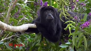 Howler Monkey Howling English Subtitles  Mono Aullador o Saraguato Aullando [upl. by Ellenrad]