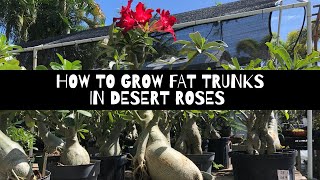 How to Grow Fat Trunks in Desert Roses Adenium  The Bonsai Supply [upl. by Anaidni]