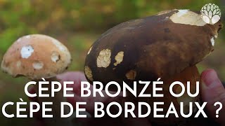 Cèpe bronzé ou cèpe de bordeaux [upl. by Aillicec703]