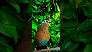 The melodic laughingthrush sometimes known as the Chinese hwamei is a passerine bird 🐦 shorts [upl. by Nosmoht]