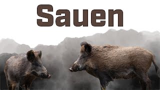 Freunde der Jagd  Die Sauen im Weizen  Pirsch  Schweine satt 😍 [upl. by Marden]