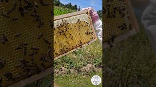 Bees are capping their Honey Frame 🐝🍯☀️ bees beekeeping пчеловодство imkern apicultura fyp [upl. by Laehcimaj995]