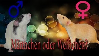 Rattenhaltung aber RICHTIG Männchen oder Weibchen [upl. by Ahsineb]