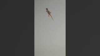 Lizard soundshortsfeed shortstrending [upl. by Luamaj829]