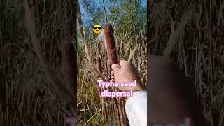 Dispersal of seeds in TyphaCat tail [upl. by Donall]