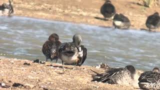 American Wigeon  Kilnsea Wetlands [upl. by Jump]