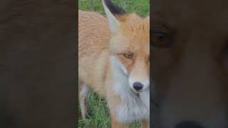 Why Foxes Are So Cunning  Natures Smartest Tricksters Explained [upl. by Relyc]