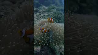 Scuba Diving in the similans Islands off of Phuket in Thailand  Liveaboard life The Junk [upl. by Mccourt]