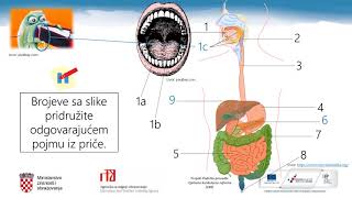 Biologija 7 r OŠ  Prehrana čovjeka  građa probavnog sustava [upl. by Slosberg]