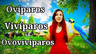 Animais Ovíparos Vivíparos e Ovovivíparos [upl. by Cynth]