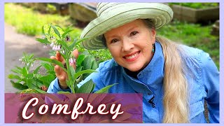 3 Reasons YOU should grow COMFREY in your garden [upl. by Cornela]