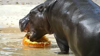 Pygmy Hippo at Miami Zoo Eating Pumpkin [upl. by Sheryl]